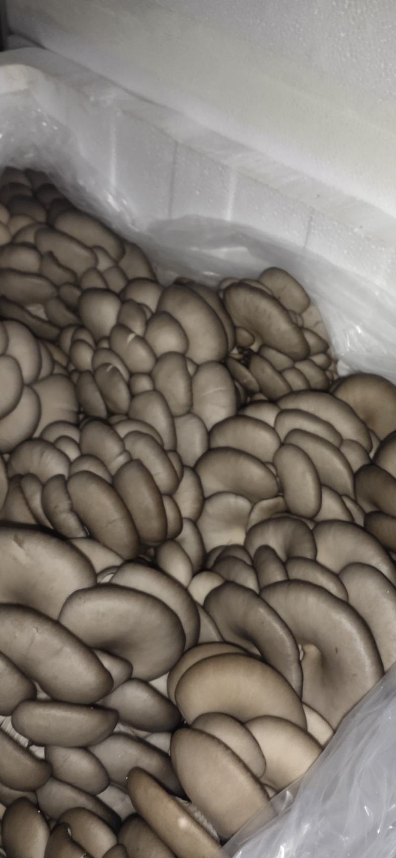 平菇精品大量供应产地直销，适合各大超市，商场，市场！