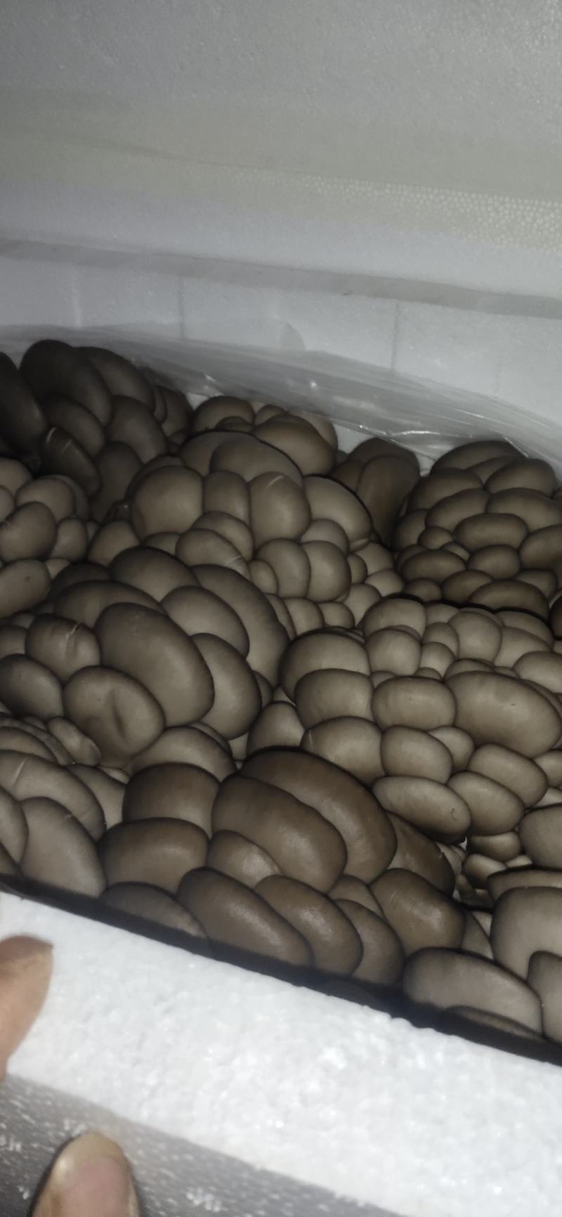 平菇精品大量供应产地直销，适合各大超市，商场，市场！