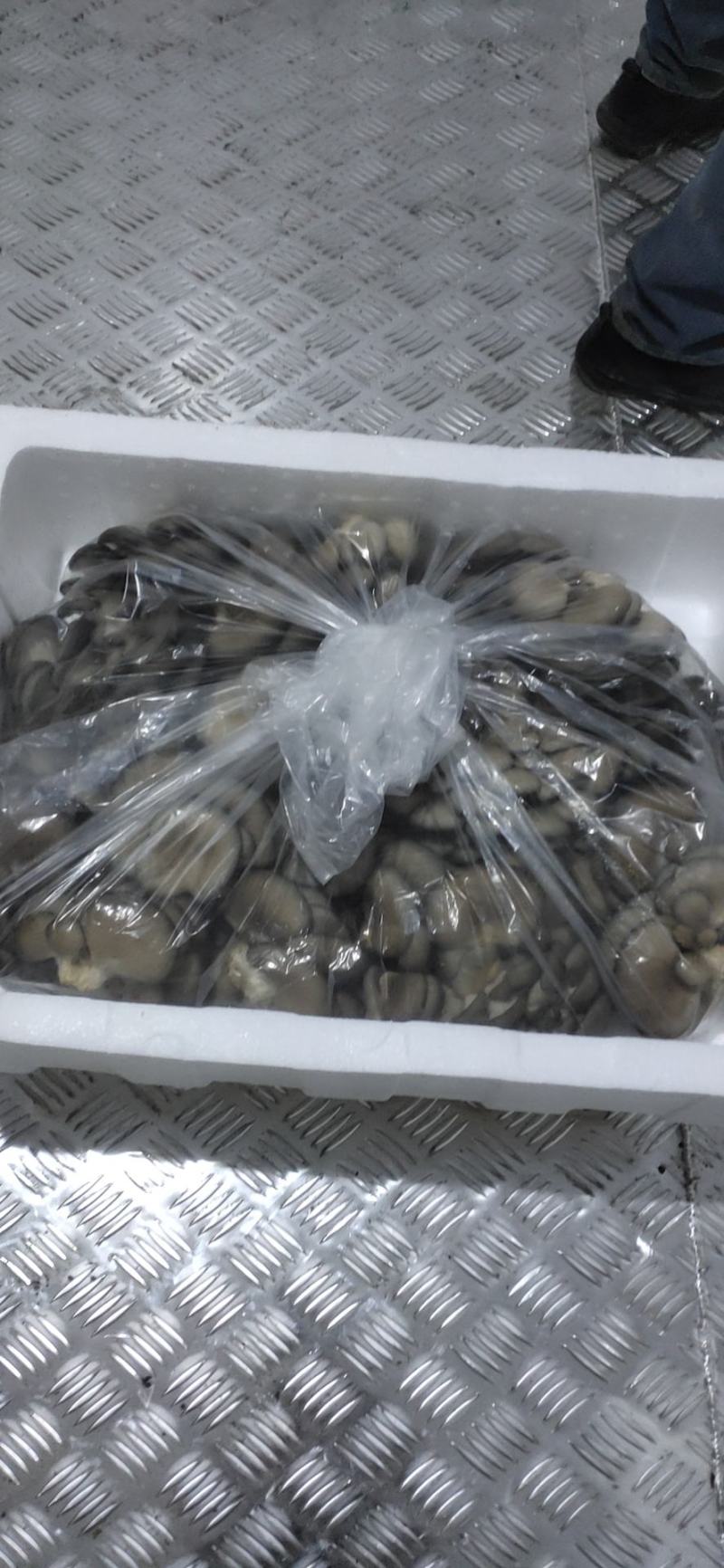 平菇精品大量供应产地直销，适合各大超市，商场，市场！