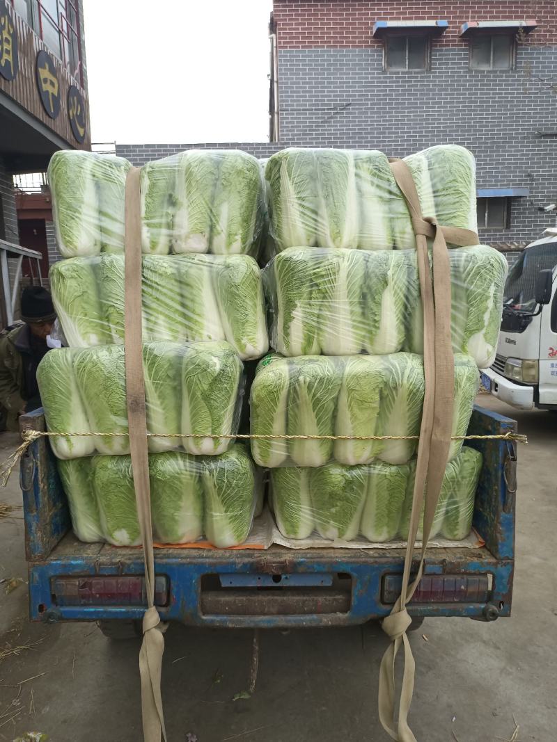 山东滕州精品大白菜大量上市超市市场产地直发欢迎下单
