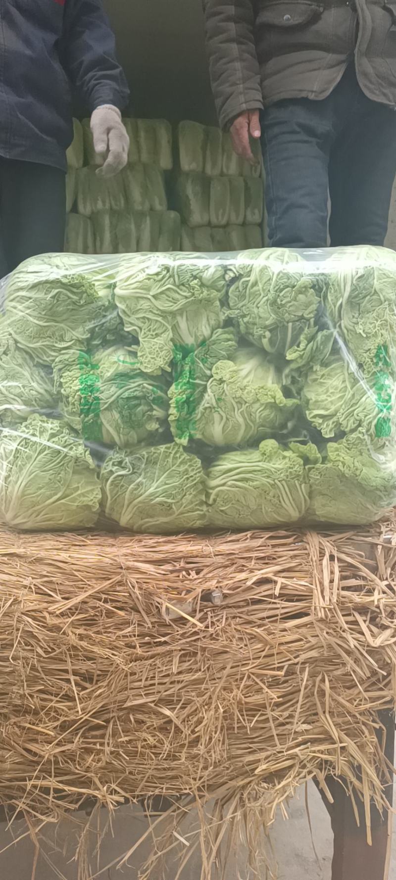山东滕州精品大白菜大量上市超市市场产地直发欢迎下单