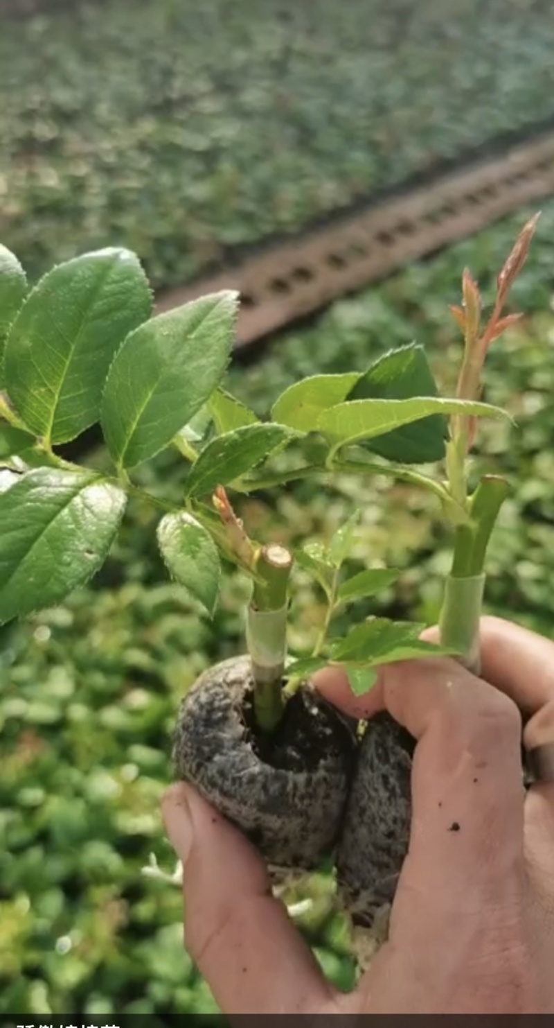 玫瑰老桩玫瑰花苗品种齐全成活率高