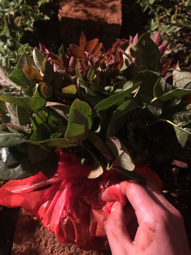 玫瑰老桩玫瑰花苗品种齐全成活率高