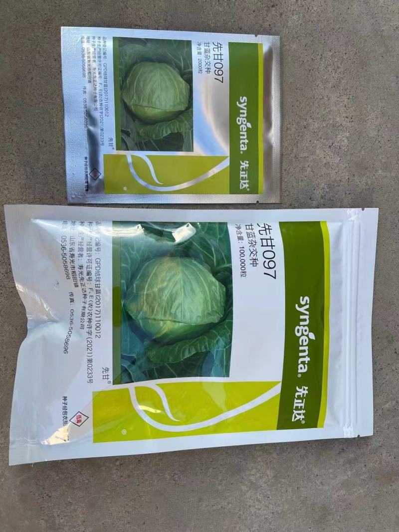 甘蓝苗，软叶或硬叶两个品种，三叶一心~五叶一心