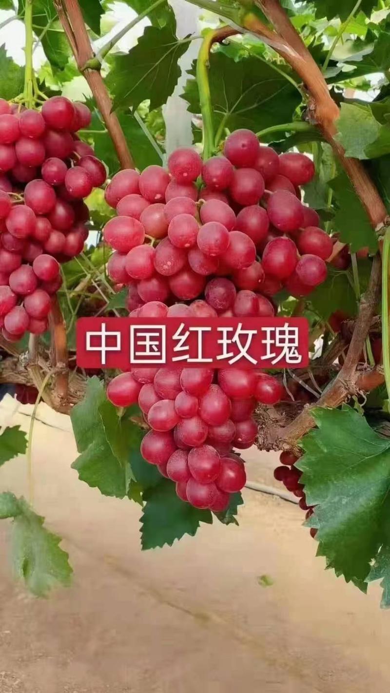 中国红玫瑰葡萄苗(无核新品种，玫瑰香味，硬脆爽口纯甜，)
