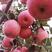 易县狼牙山晚熟红富士苹果！狼牙山优质水果基地，产地直供！