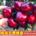 占地樱桃树品种：美早辉煌1-5蜜露