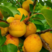 杏树苗荷兰香蜜杏品种纯正保证成活率可签合同
