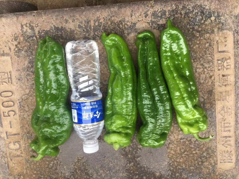 精品薄皮产地直发品质保证量大从优一手货源欢迎联