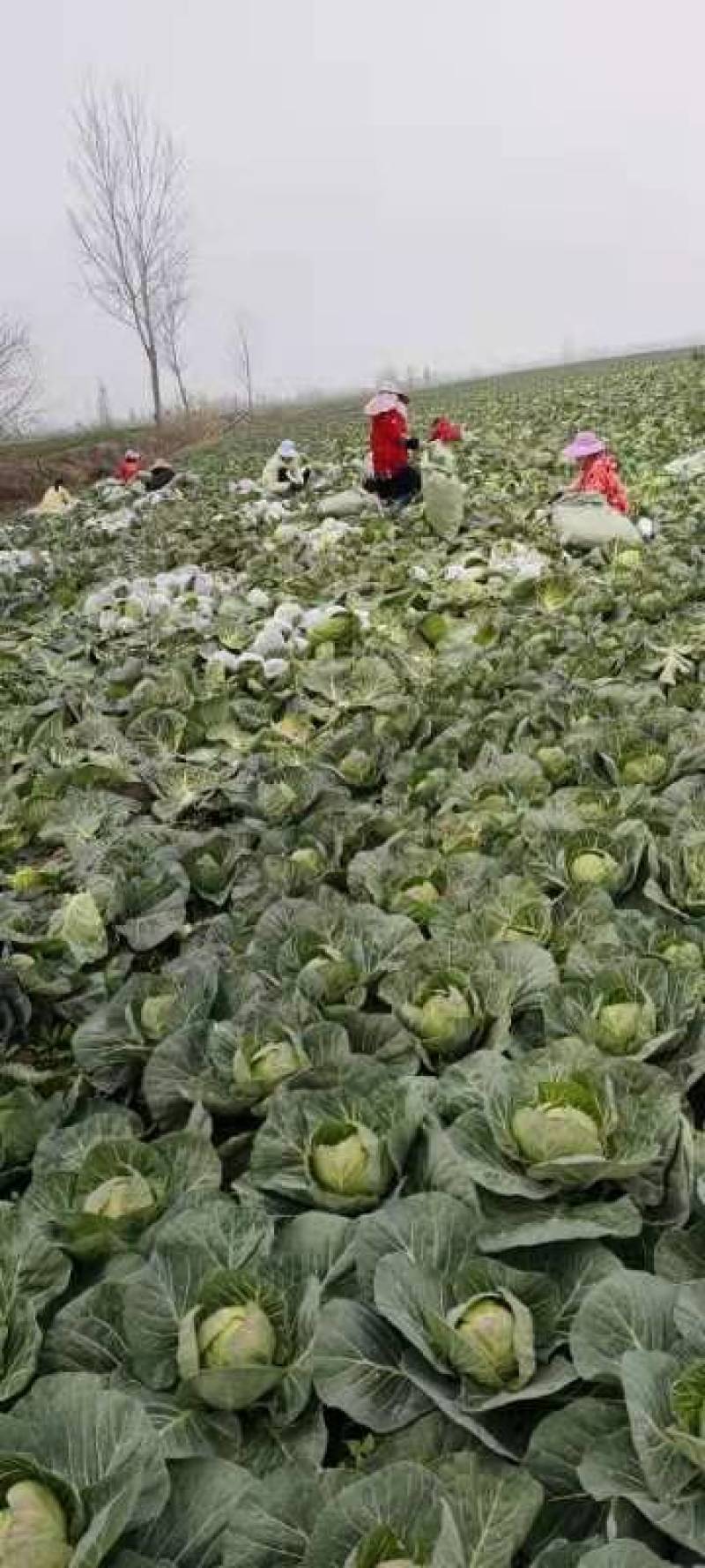 甘蓝，包菜，产地直供，全国发货，诚信经营！视频看菜