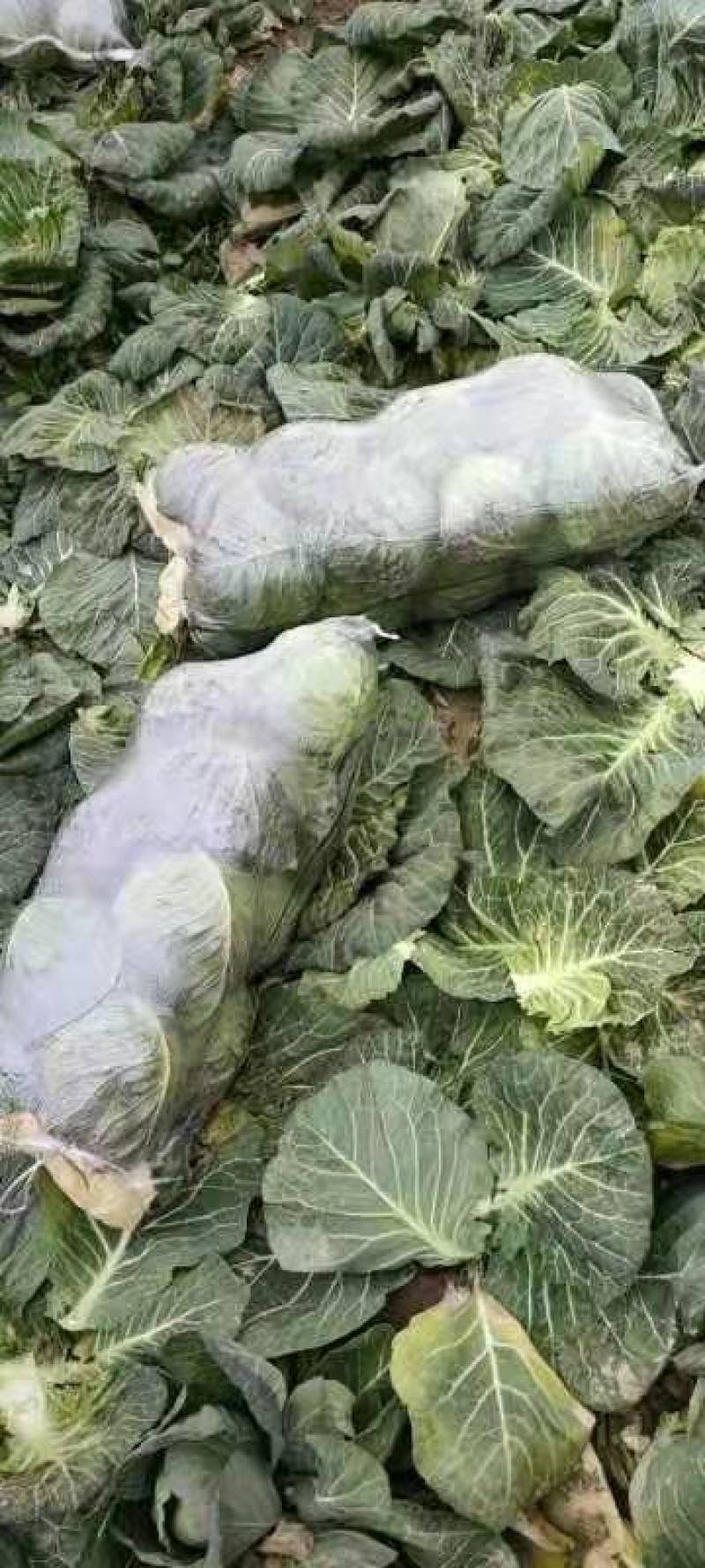 甘蓝，包菜，产地直供，全国发货，诚信经营！视频看菜