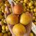 杏树苗荷兰香蜜杏品种纯正保证成活率可签合同