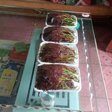 和众椿业，基地红香椿。精品包装全国直销保障售后