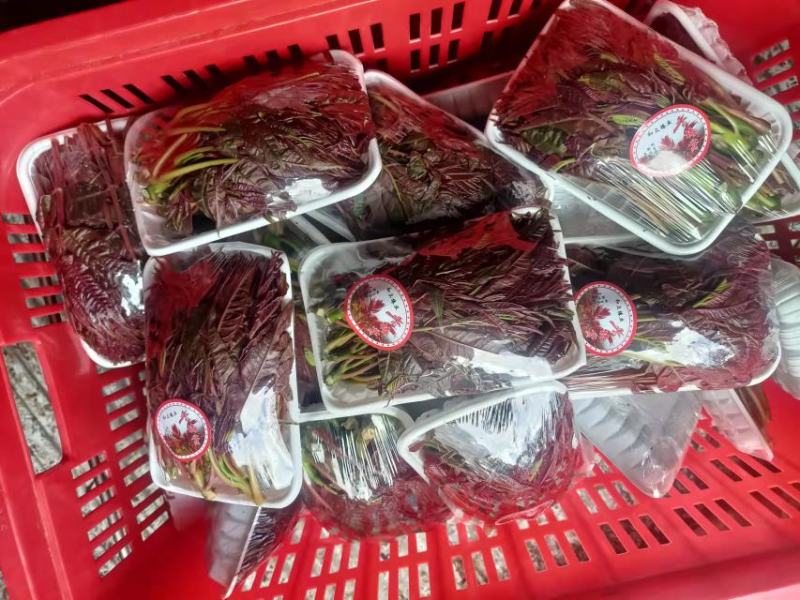 和众椿业，基地红香椿。精品包装全国直销保障售后