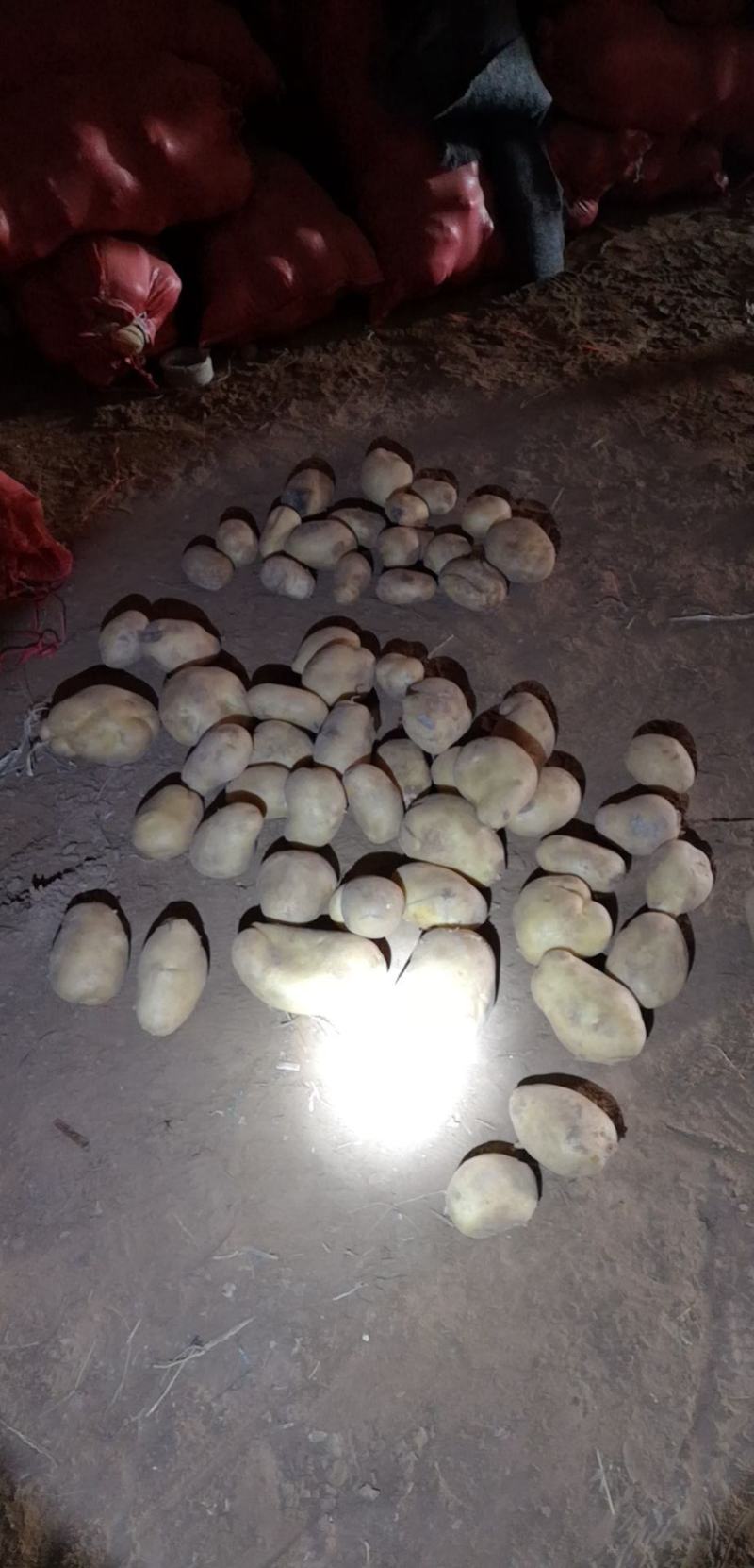 陕北喂牛羊的土豆，无沙，无烂。淀粉含量高。
