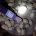 陕北喂牛羊的土豆，无沙，无烂。淀粉含量高。