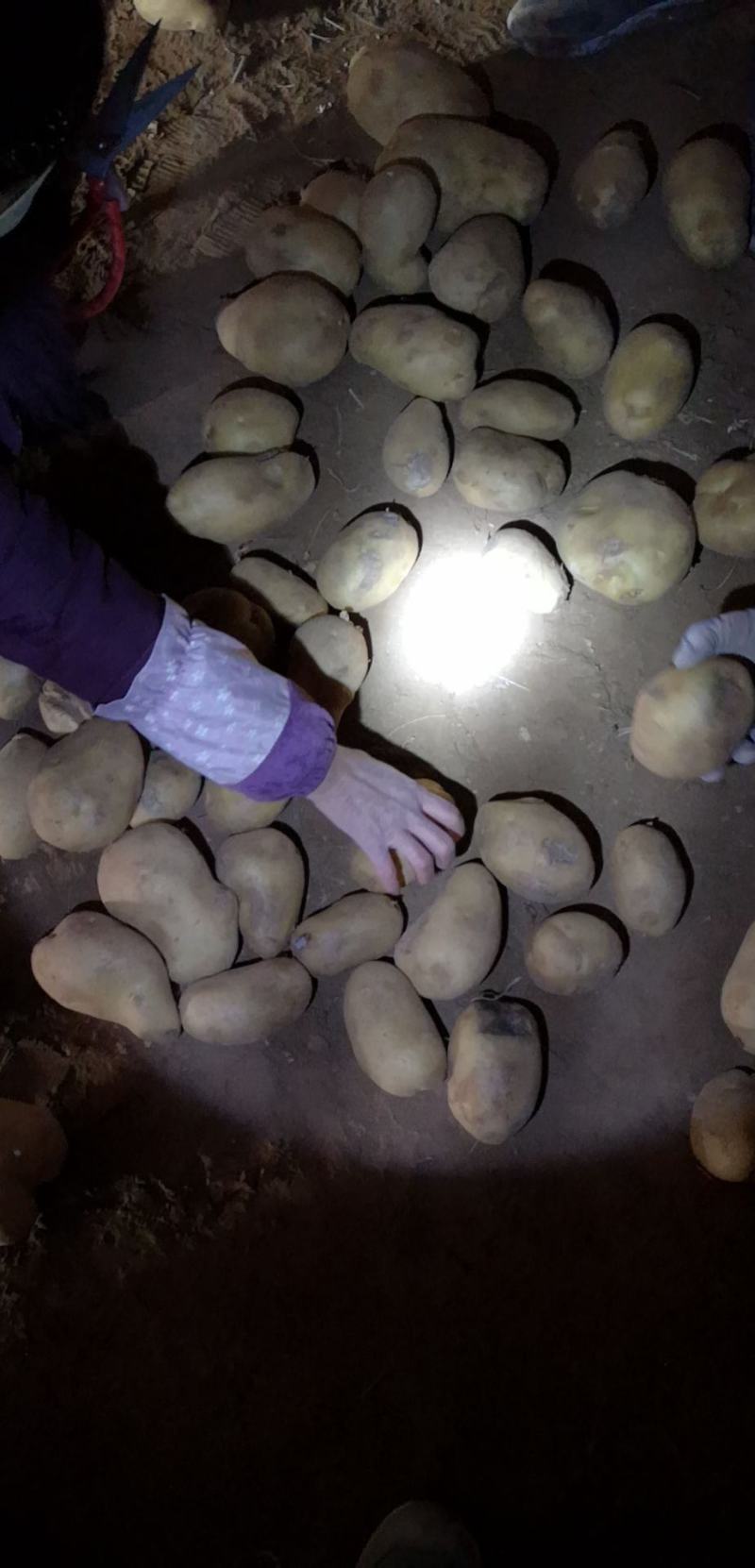 陕北喂牛羊的土豆，无沙，无烂。淀粉含量高。