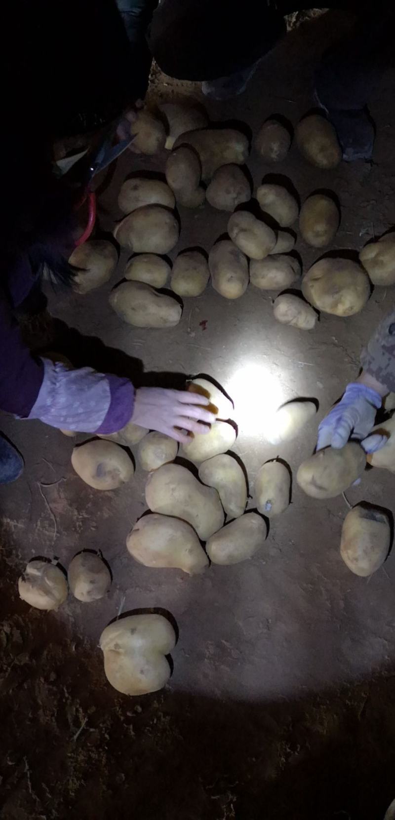 陕北喂牛羊的土豆，无沙，无烂。淀粉含量高。