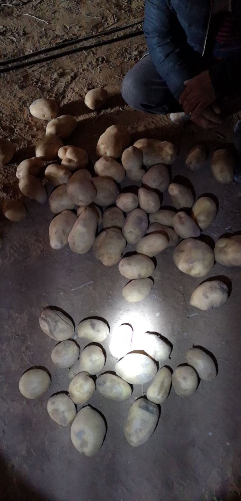 陕北喂牛羊的土豆，无沙，无烂。淀粉含量高。