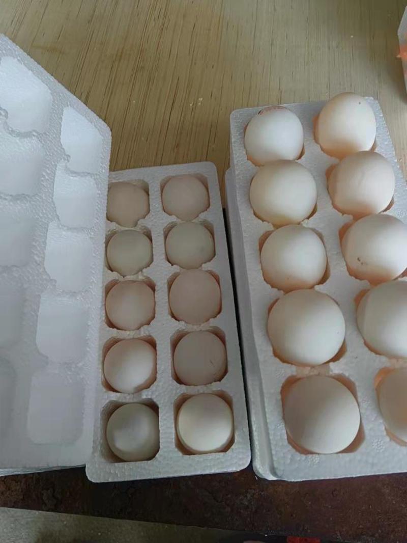 鹅蛋，大鹅蛋，泡沫箱装鹅蛋，鲜鹅蛋，大白蛋，大白鹅蛋。