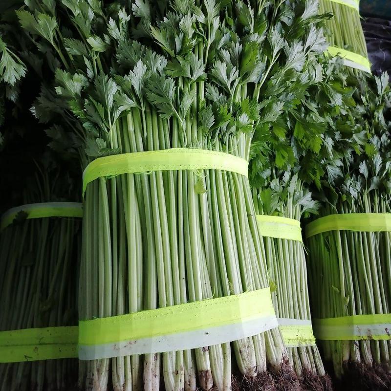兰陵小芹菜，精品大棚小芹菜大量上市，质量从优产地直发