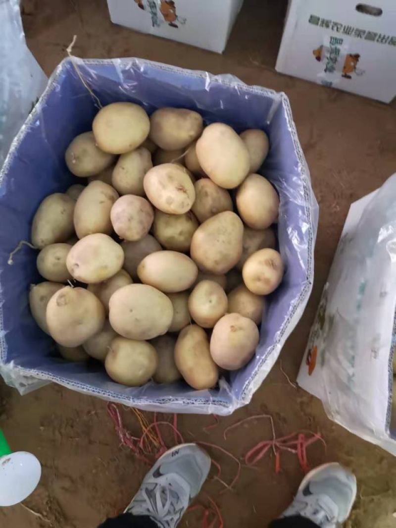 陕北纯沙地黄心土豆，薯形好，颜色好。V7。