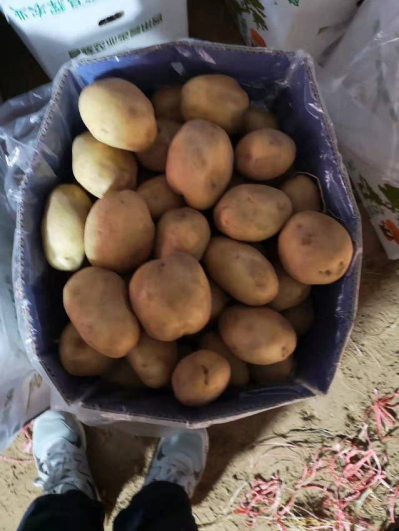 陕北纯沙地黄心土豆，薯形好，颜色好。V7。