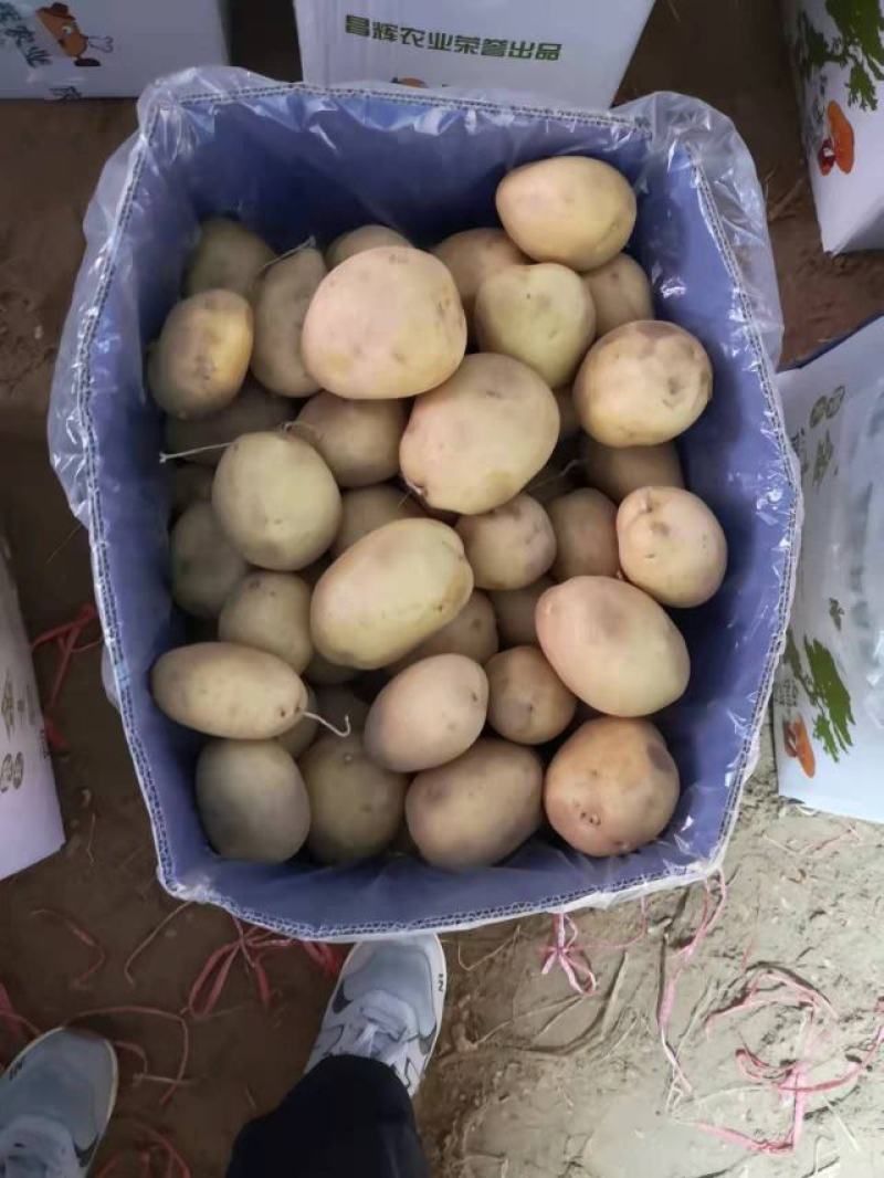 陕北纯沙地黄心土豆，薯形好，颜色好。V7。