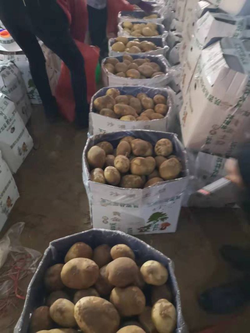 陕北纯沙地黄心土豆，薯形好，颜色好。V7。
