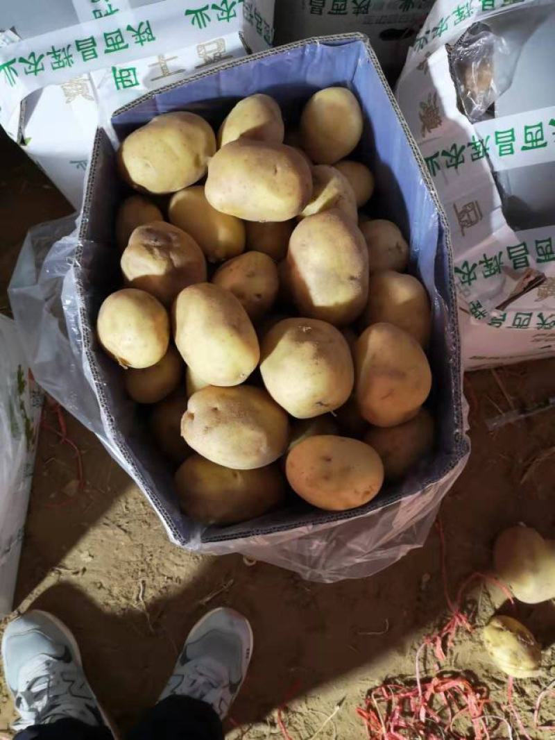 陕北纯沙地黄心土豆，薯形好，颜色好。V7。