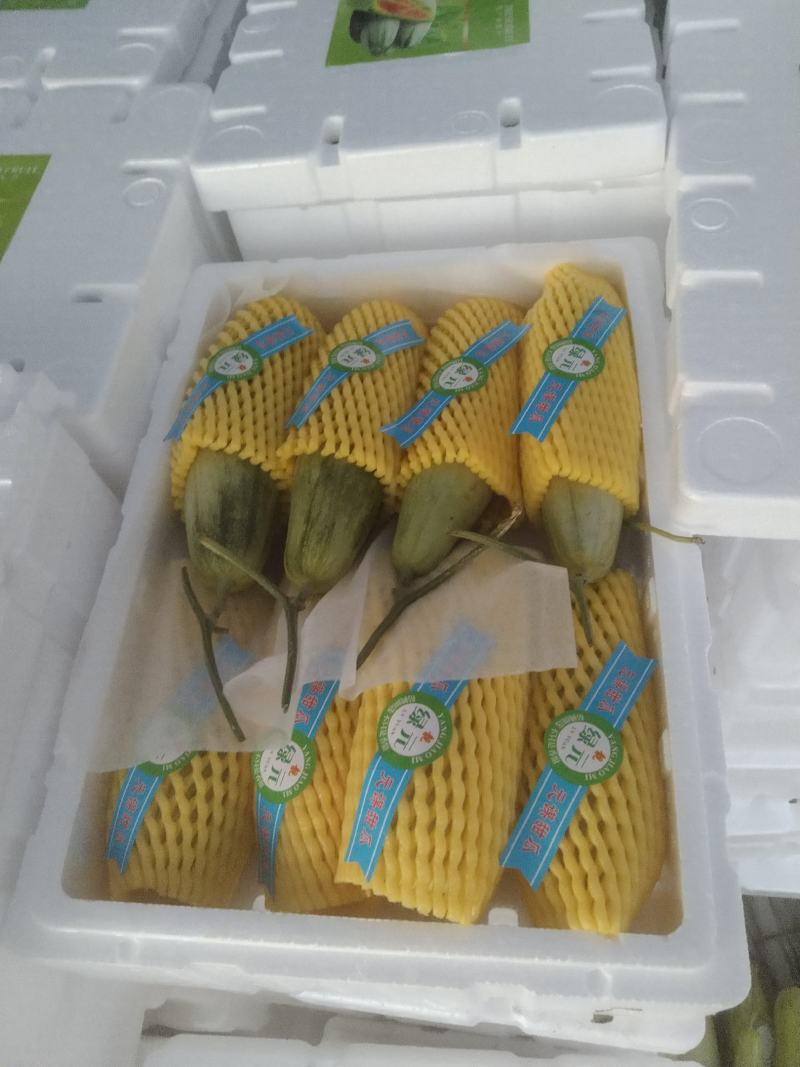 博洋甜瓜