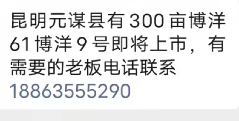 博洋甜瓜
