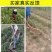 追肥神器农用工具多功能玉米施肥机追肥器背负式化肥机施肥