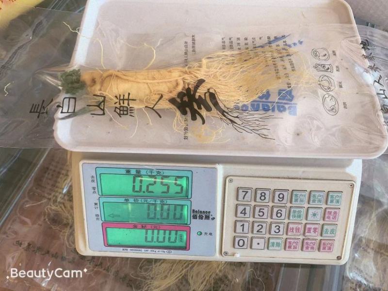 保鲜参促销各种规格，保证质量，2022年新货，可配礼