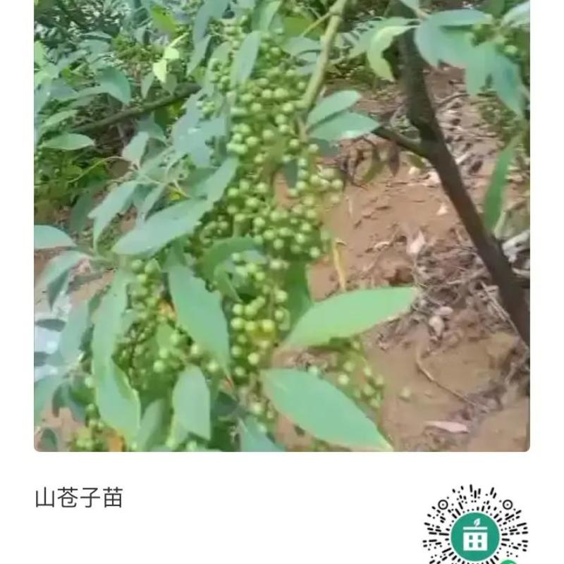 山苍子苗适合全国各地可栽