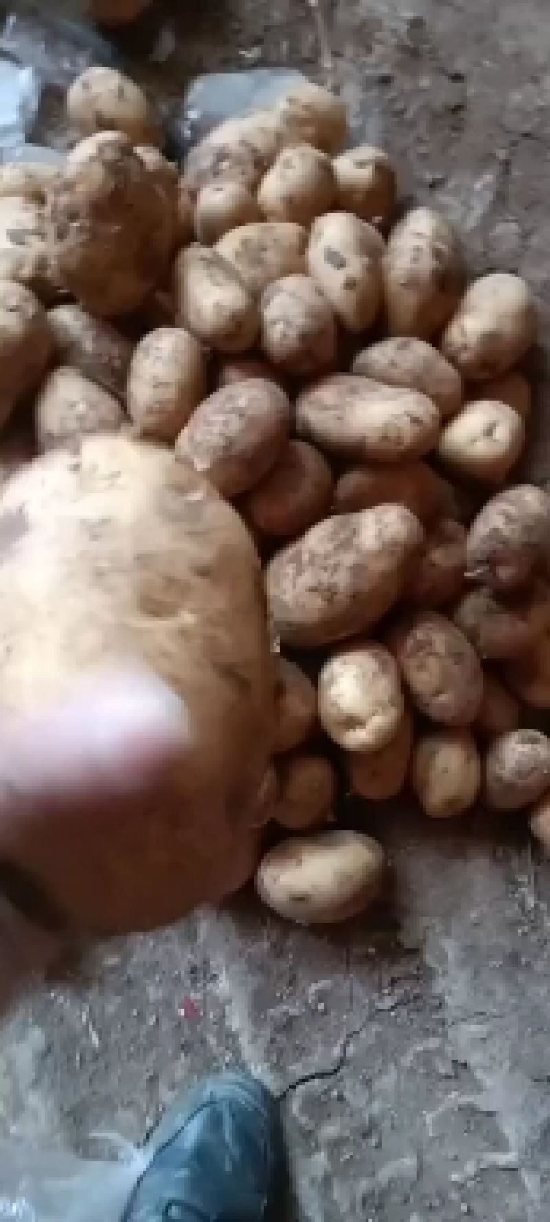 河北邯郸土豆大量供应有要的老板可以给我联系