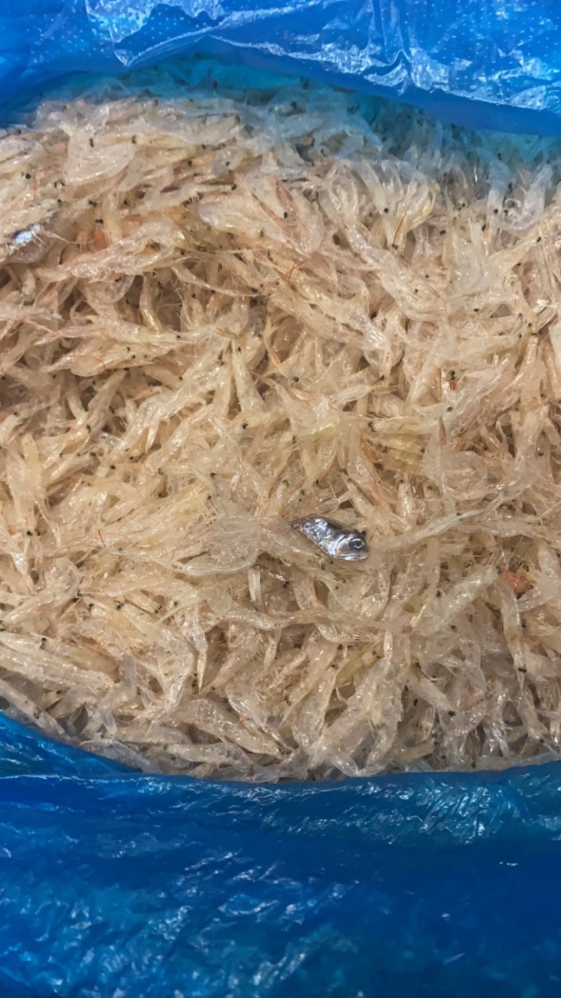 虾皮新鲜打捞.当天烘干