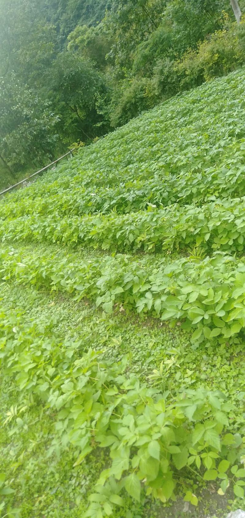 肉独活苗大量供应，有需要的老板联系