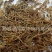 【好统货垂盆草】@【同欢药材】中药材批发供应