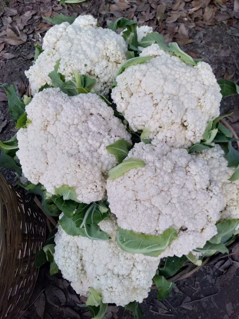 四川金堂花菜散装，散花质量好有保障货源稳定充足