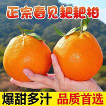 正宗四川春见耙耙柑橘子丑橘超甜应季新鲜水果粑粑柑春见柑桔