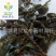 【车前草】@【同欢药材】中药材批发供应规格齐全