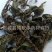 【车前草】@【同欢药材】中药材批发供应规格齐全
