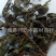 【车前草】@【同欢药材】中药材批发供应规格齐全