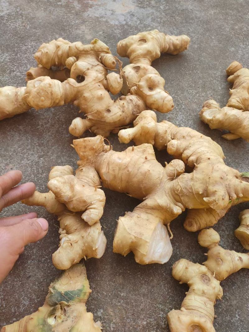 川黄精干片，江型不倒苗川黄精片，黄精个子