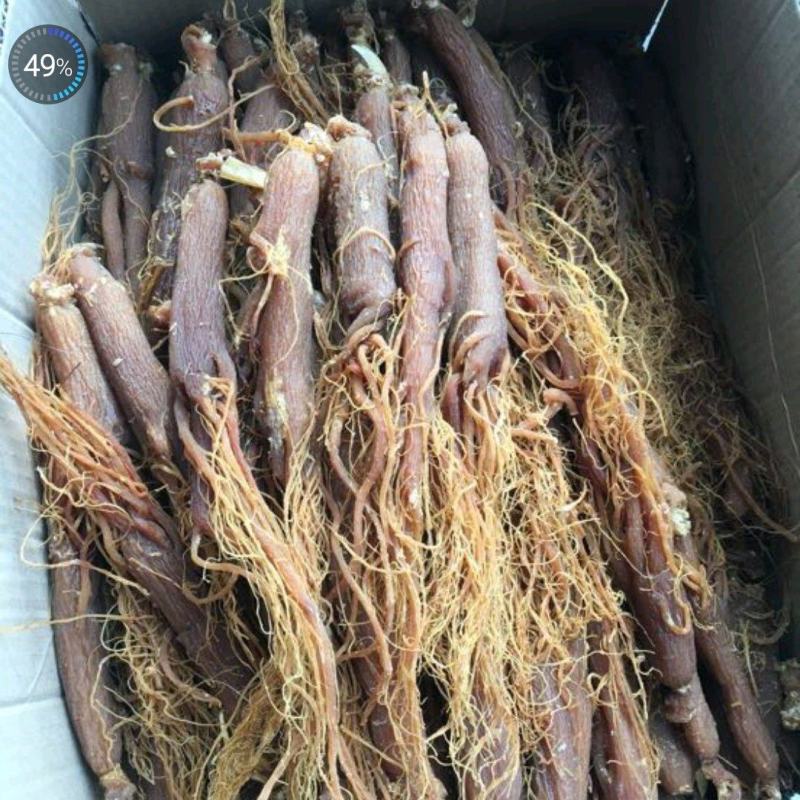 低糖红参条形好无硫磺圆通包邮吉林直发，一件代发