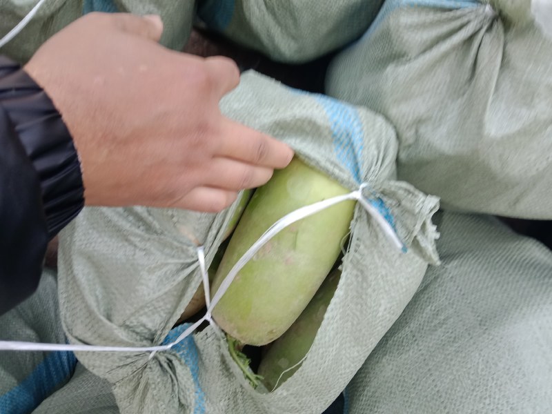 青萝卜市场货，可水洗，品质好价格优对接商超市场