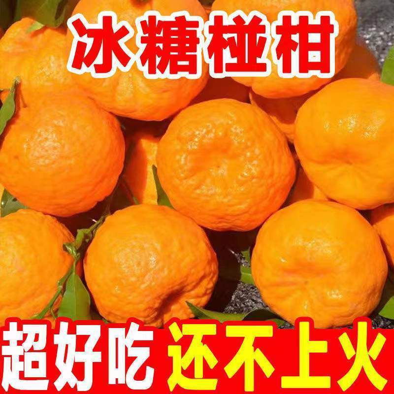 【产地销】新鲜清江椪柑橘子桔子蜜桔现摘酸甜水果整箱包邮
