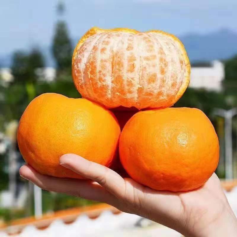 【产地销】新鲜清江椪柑橘子桔子蜜桔现摘酸甜水果整箱包邮