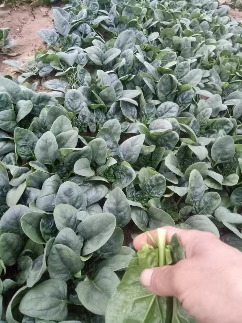 出售精品黑木耳，趴地菠菜。质量好。叶面非常饱满。口感非常